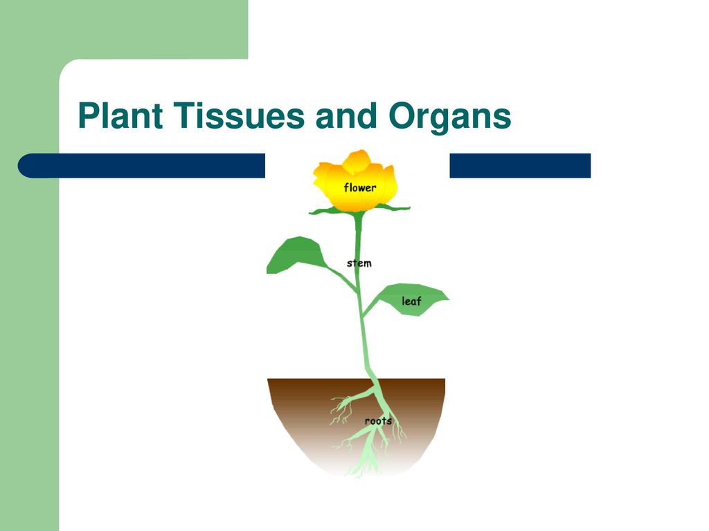 Plant tissues. Органы растений. Tissues and Organs in Plants. Plant Tissue ppt. Органы растения для дошкольников.
