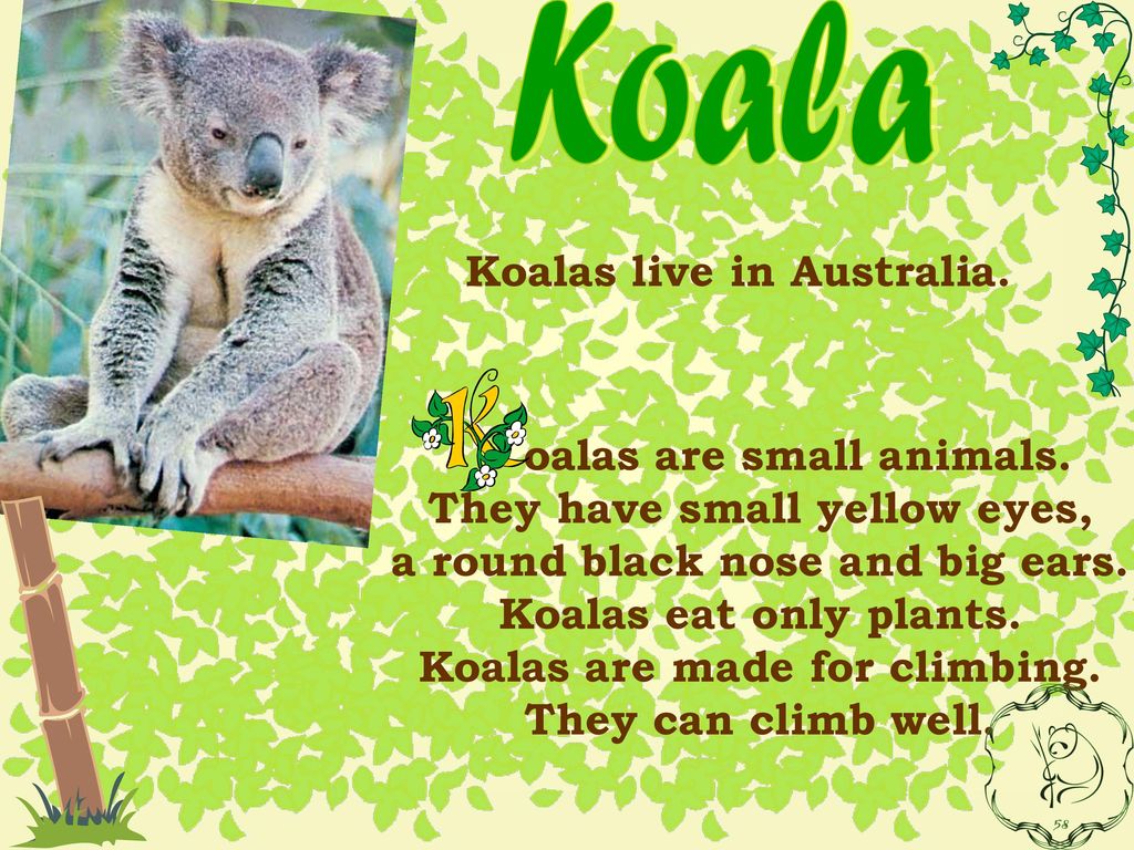 Английский язык написать про животного. Коала на английском языке. Рассказ про коалу на английском. Описание животных на английском языке. Рассказ про Куалу по английскому.