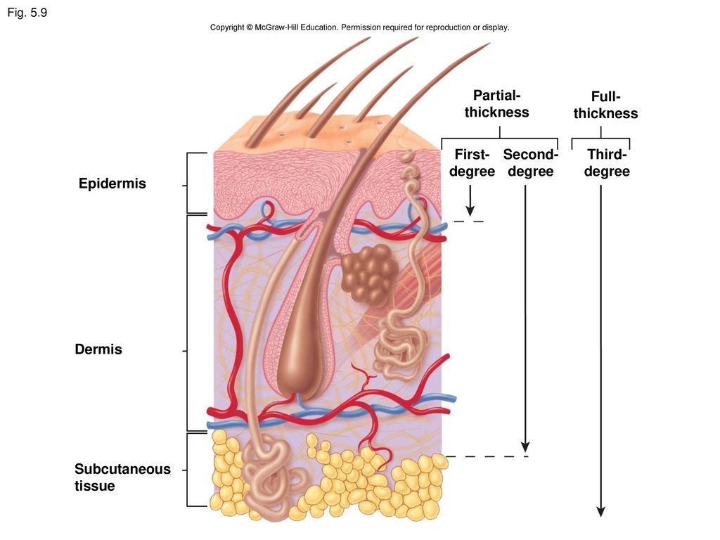 В каком слое кожи находятся железы. Строение сальной железы человека анатомия. Потовые и сальные железы строение. Строение кожи человека сальная железа. Структура кожи сальная железа.