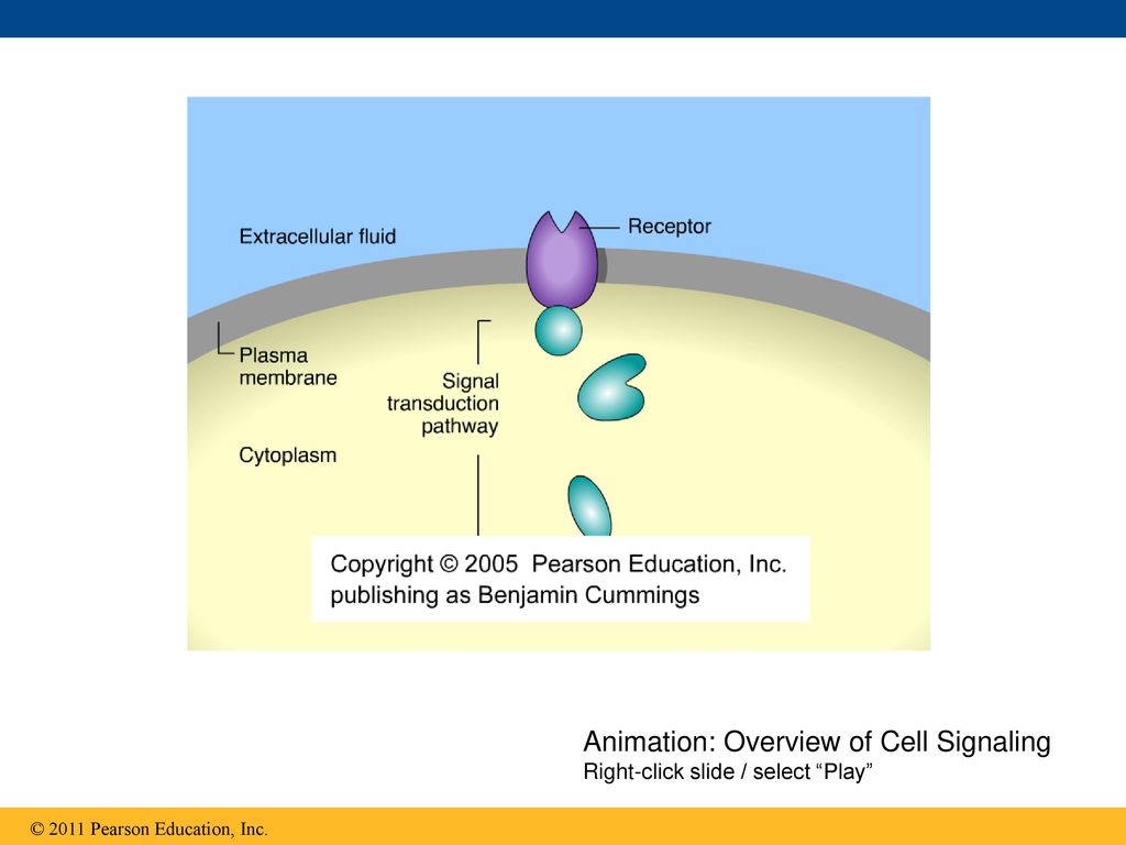 Animation: Overview of Cell Signaling Right-click slide / select Play