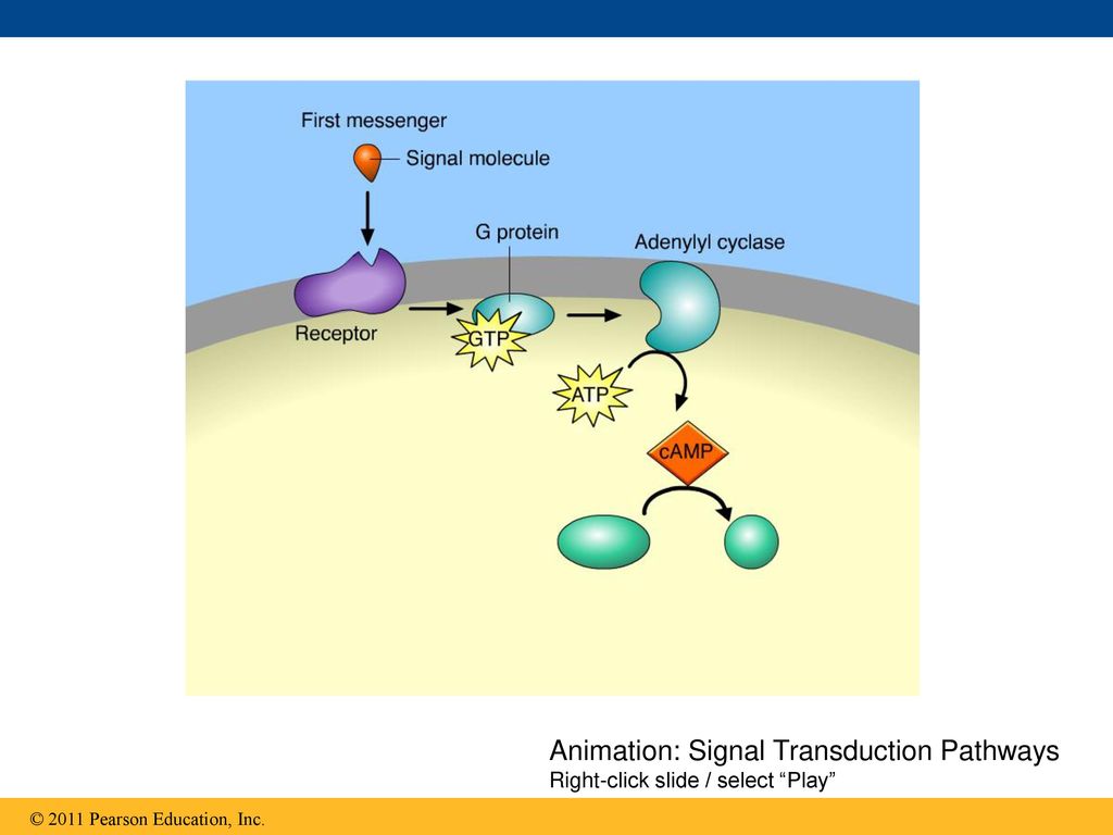 Animation: Signal Transduction Pathways Right-click slide / select Play