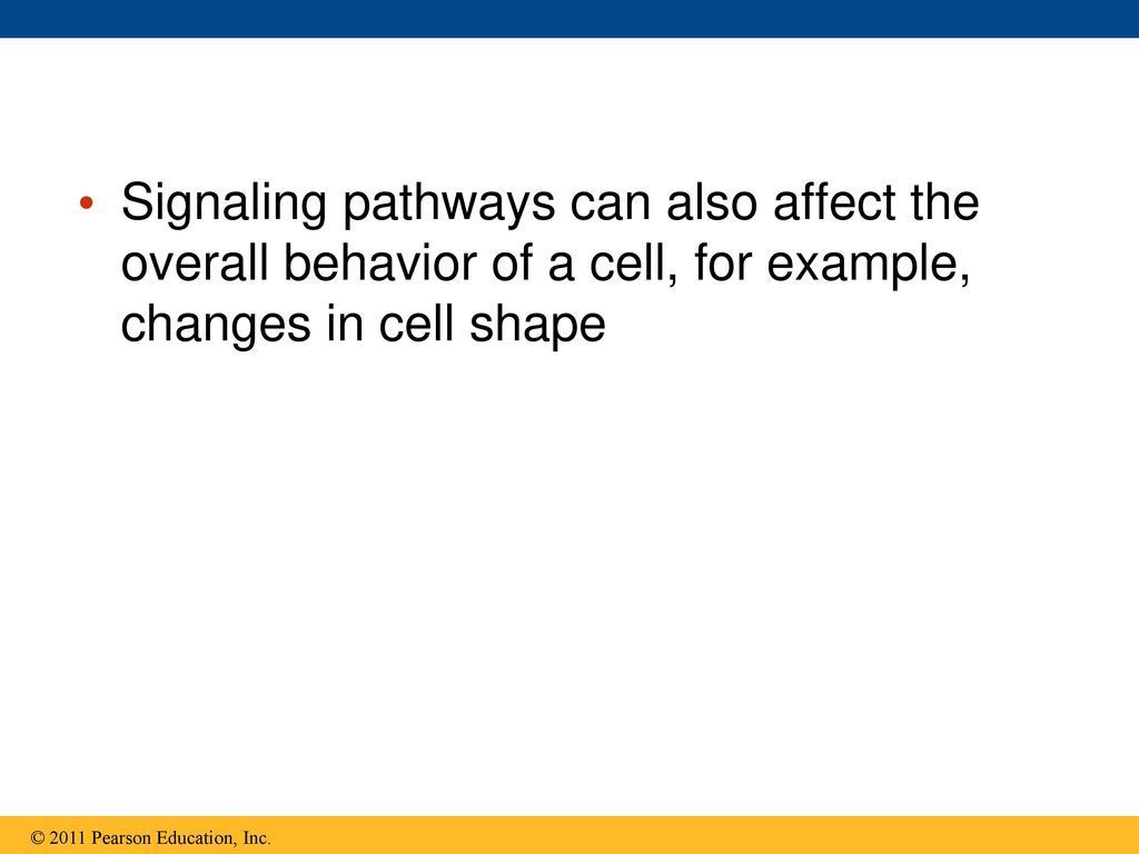 Signaling pathways can also affect the overall behavior of a cell, for example, changes in cell shape