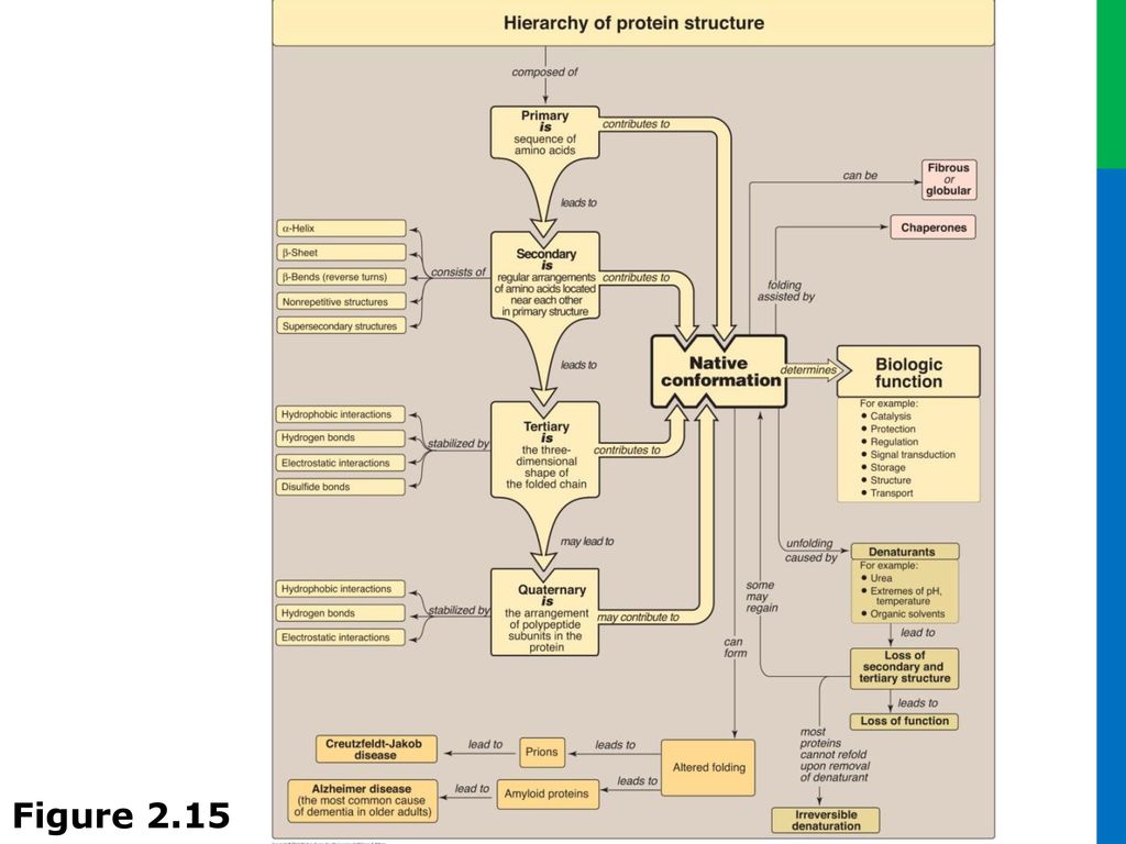 Unit I Protein Structure And Function Ppt Download