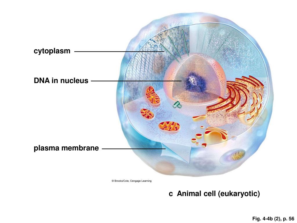 Each cell. Cell cytoplasm. Nucleus membrane. Eukaryotic Cell Nucleus. Cell Nucleus DNA.