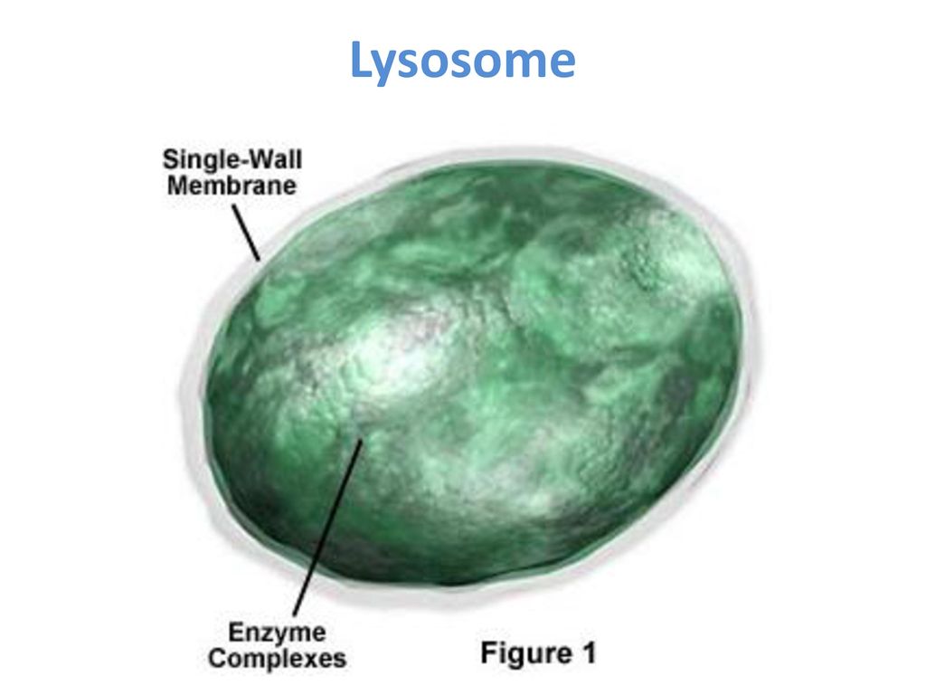 Лизосомы заполнены. Лизосомы строение. Лизосомы рисунок. Лизосомы строение рисунок. Лизосомы в животной клетке.