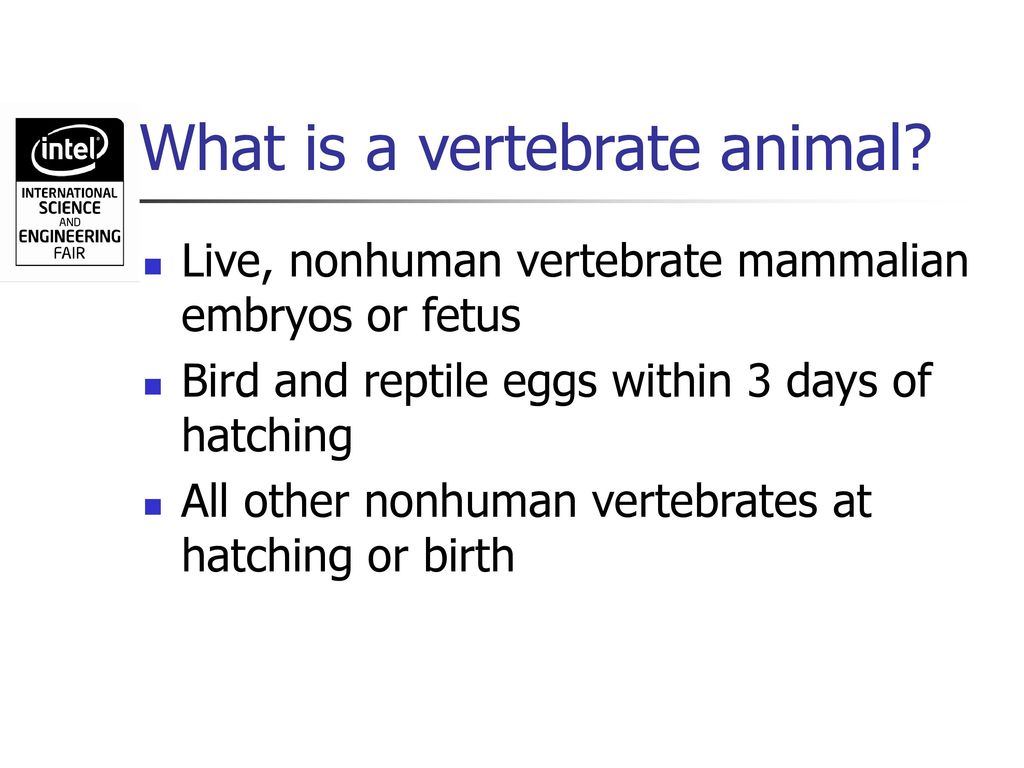 What is a vertebrate animal