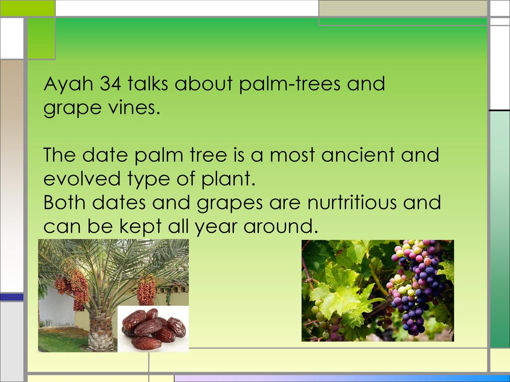 Ayah 34 talks about palm-trees and grape vines.