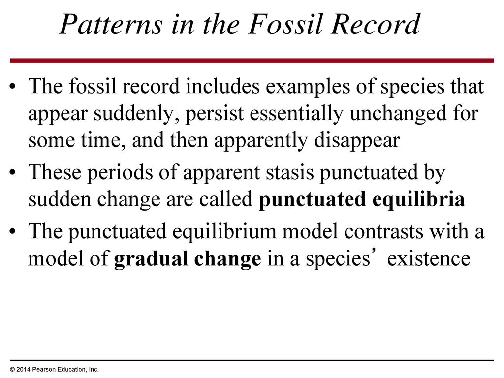 Patterns in the Fossil Record