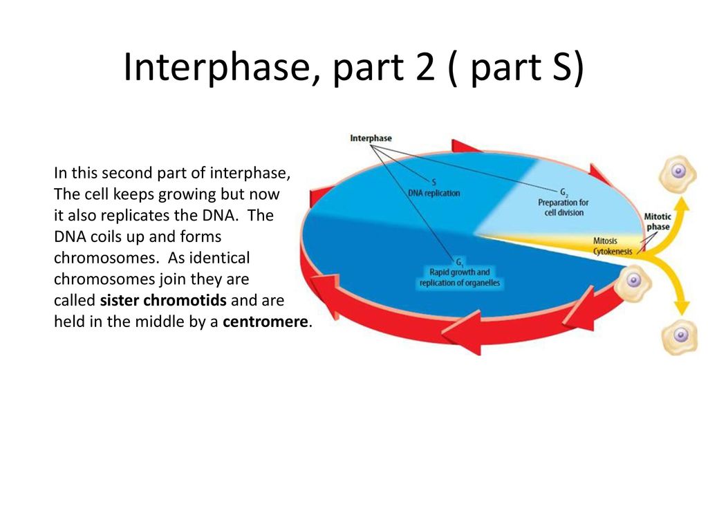 Cell cycle and cell division Biology Diagrams