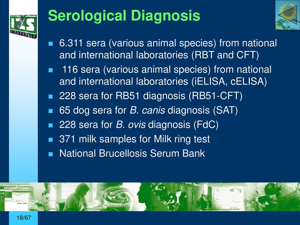 Brucellosis ppt | PPT