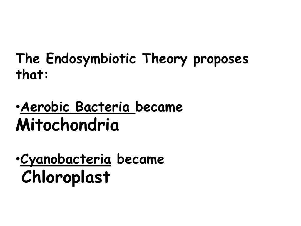 The Endosymbiotic Theory proposes that: