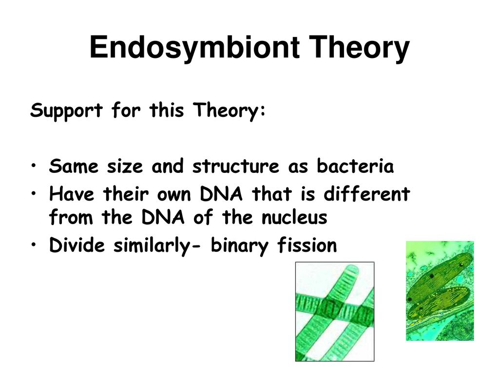 Endosymbiont Theory Support for this Theory: