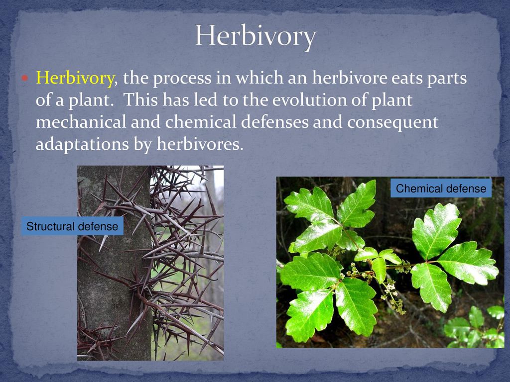 Community Interactions Biology Diagrams