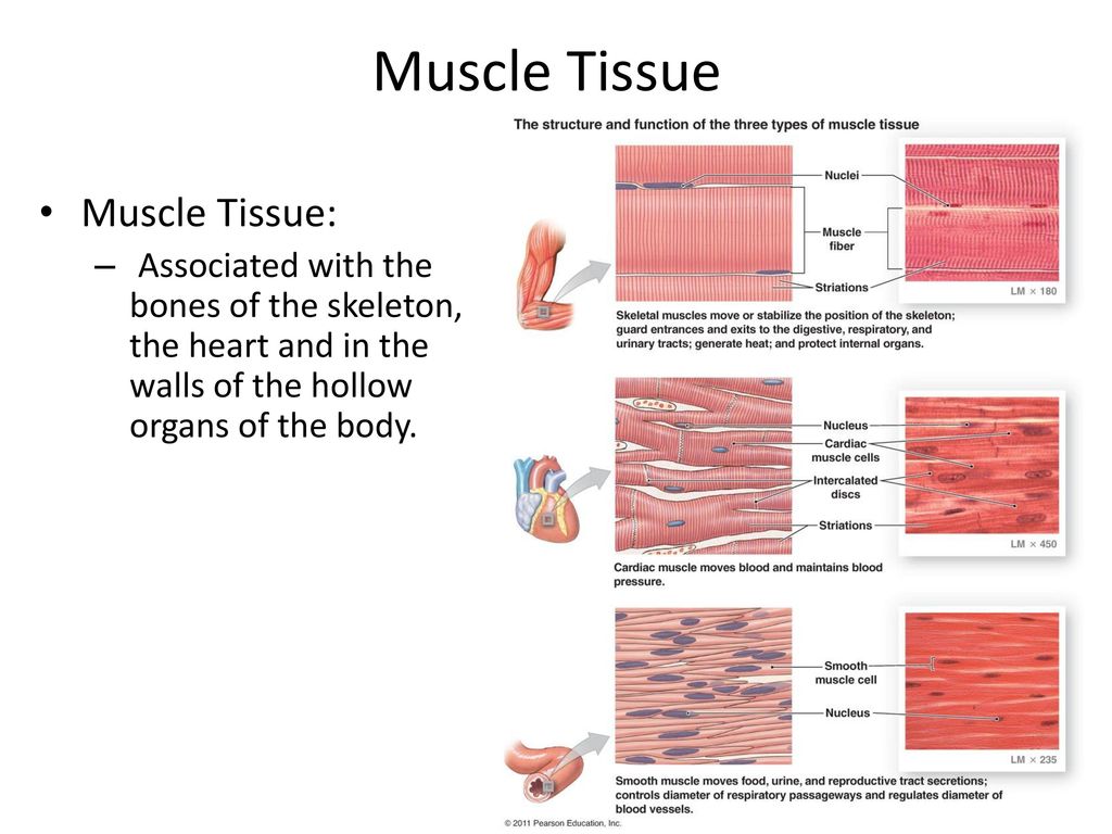 Tissues of the Human Body - ppt download