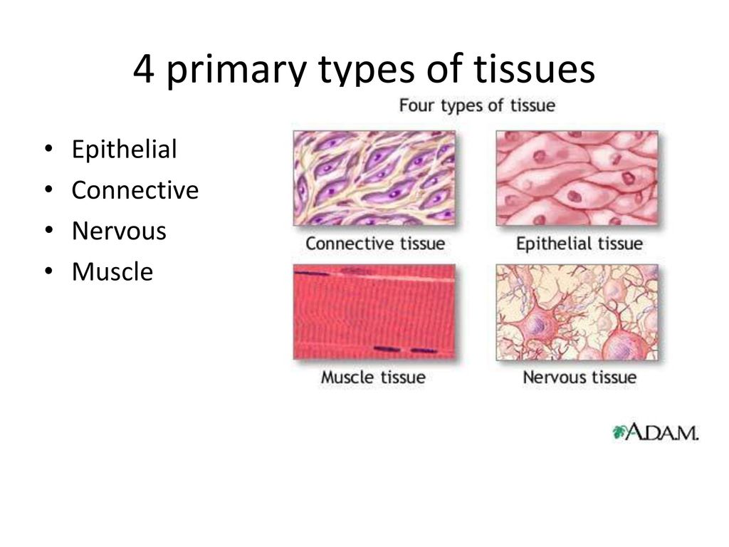 4 basic tissue types in the human body