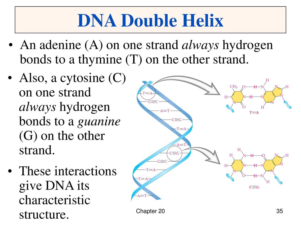 DNA Double Helix An adenine (A) on one strand always hydrogen bonds to a thymine (T) on the other strand.