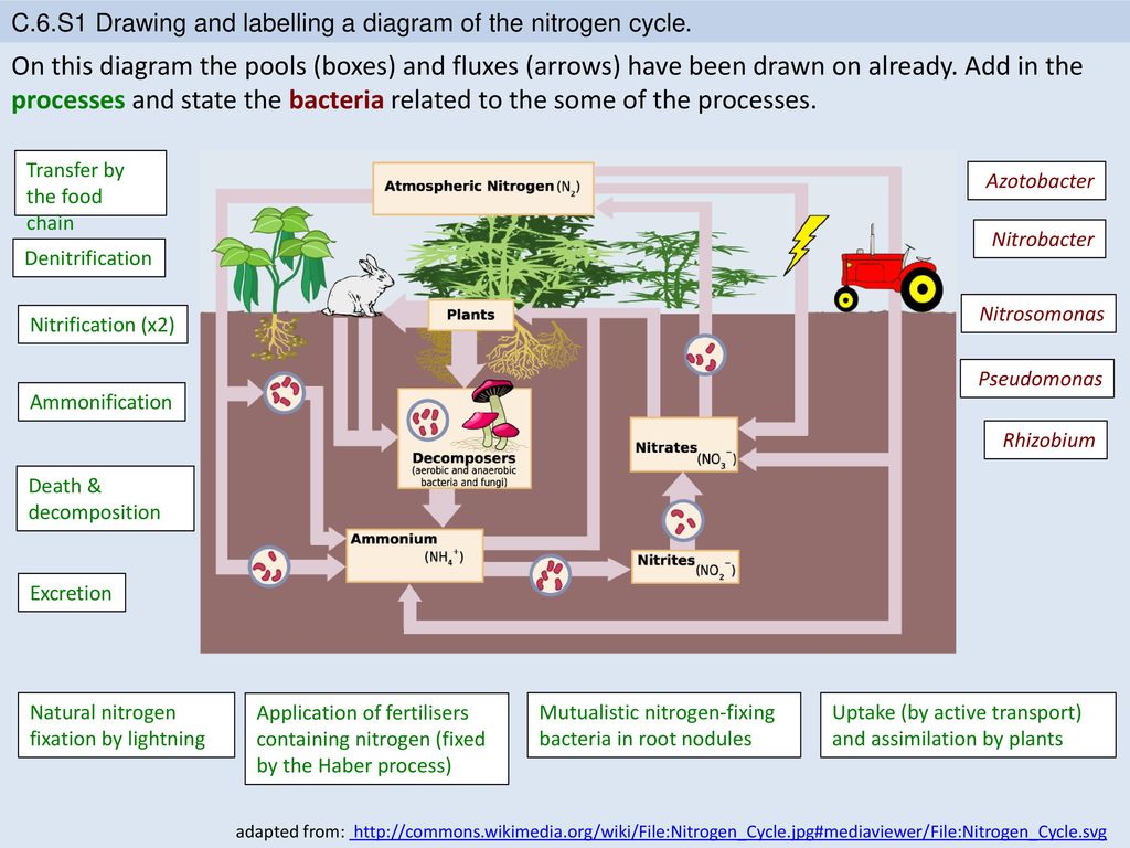 Draw Nitrogen Cycle and explain it.