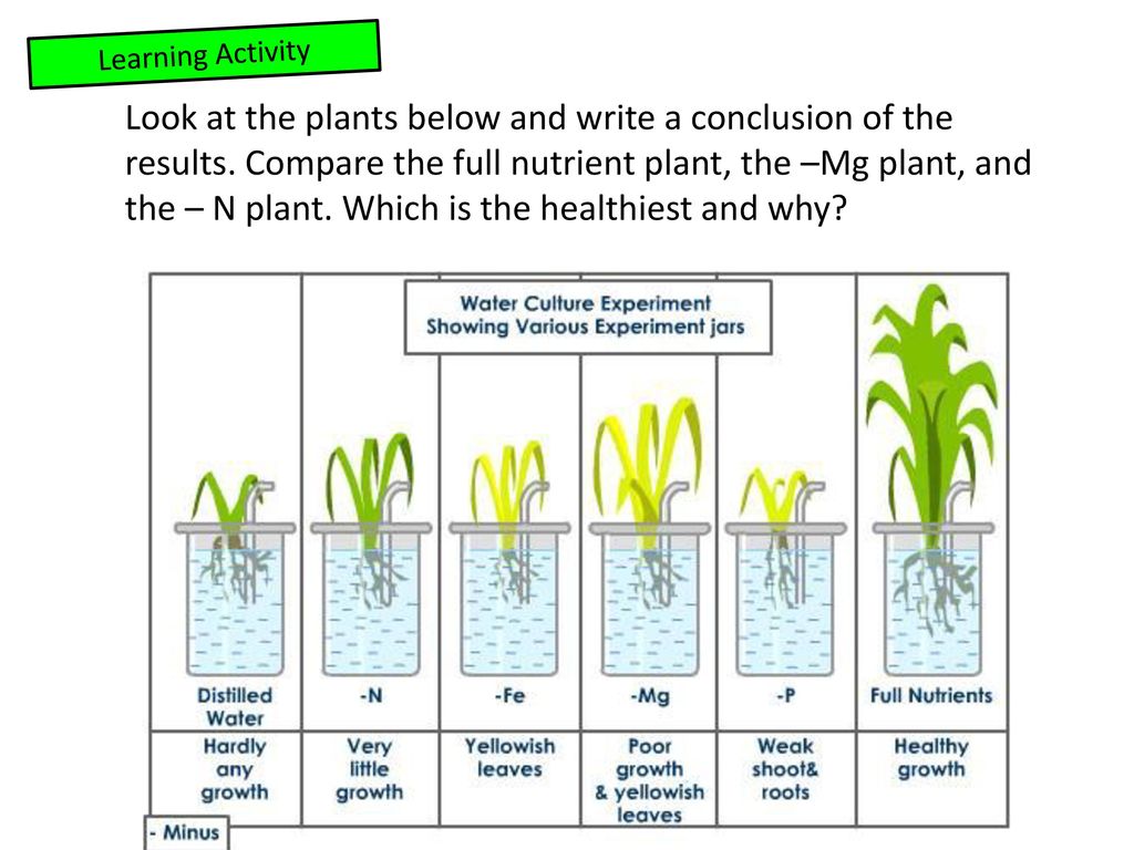 Looking for the plant. Элемент b Plant. Trace elements in Plants. Nitrate ions for Plants. Lack of nutrients in Plants.