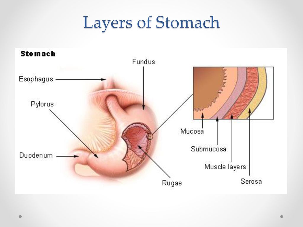 Складки пищевода. Мышечная оболочка слизистой оболочки желудка. Строение стенки желудка анатомия. Серозная оболочка желудка. Слои стенки желудка анатомия.