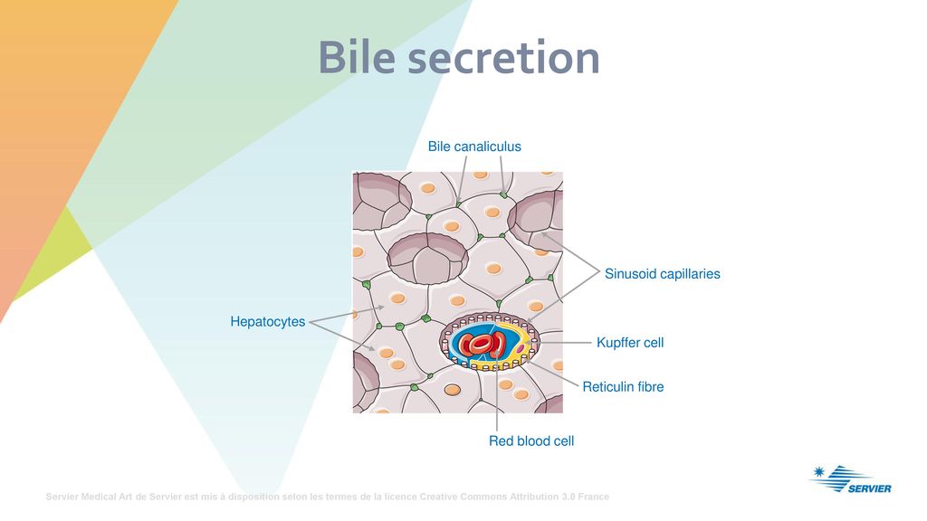 Bile secretion Bile canaliculus Sinusoid capillaries Hepatocytes