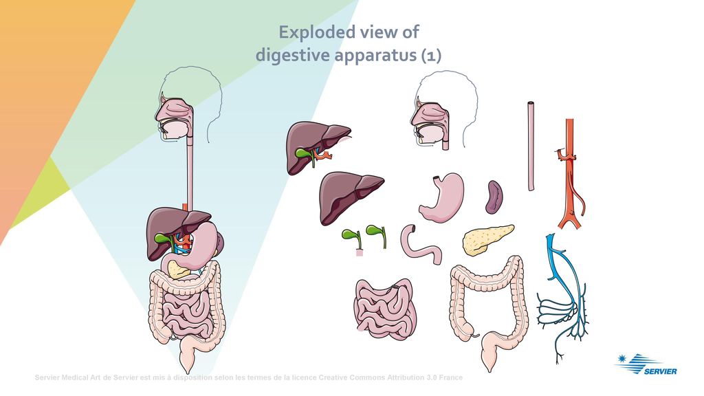 Exploded view of digestive apparatus (1)