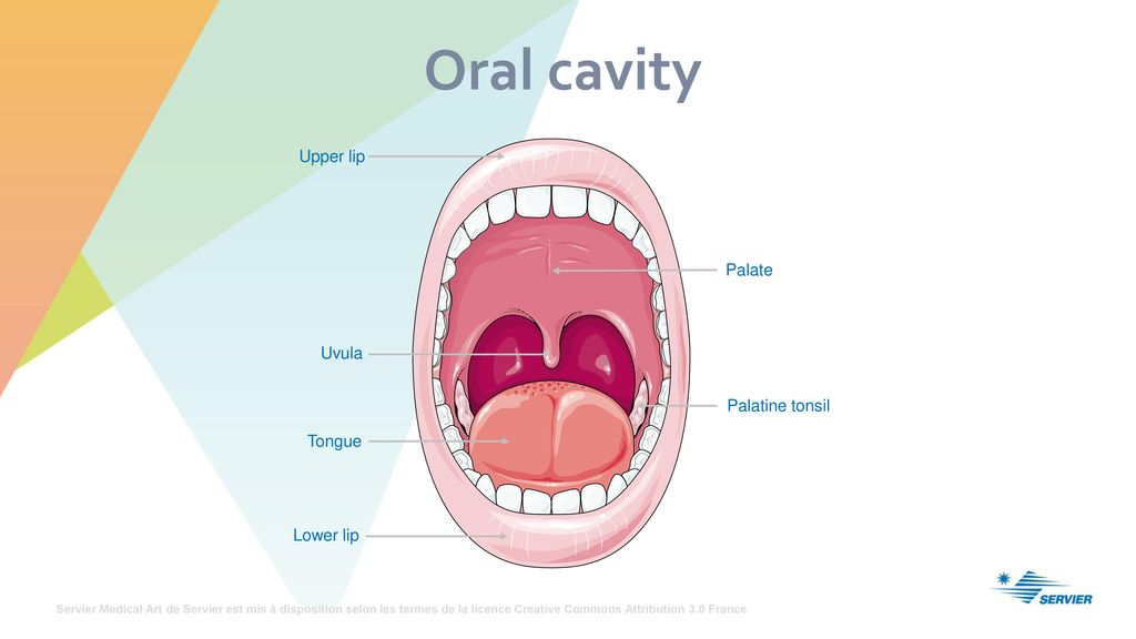Oral cavity Upper lip Palate Uvula Palatine tonsil Tongue Lower lip