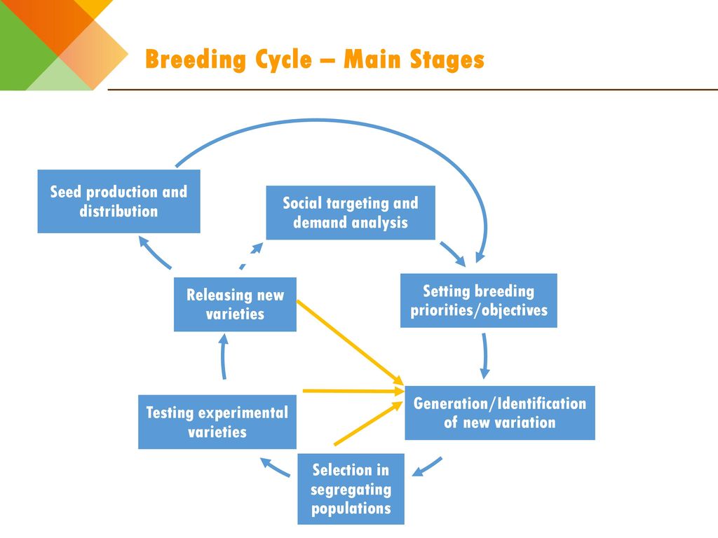 Design elements for genderresponsive breeding The breeding cycle ppt