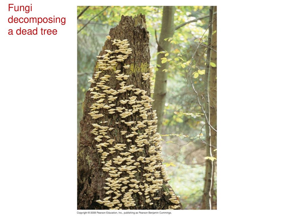 Fungi decomposing a dead tree