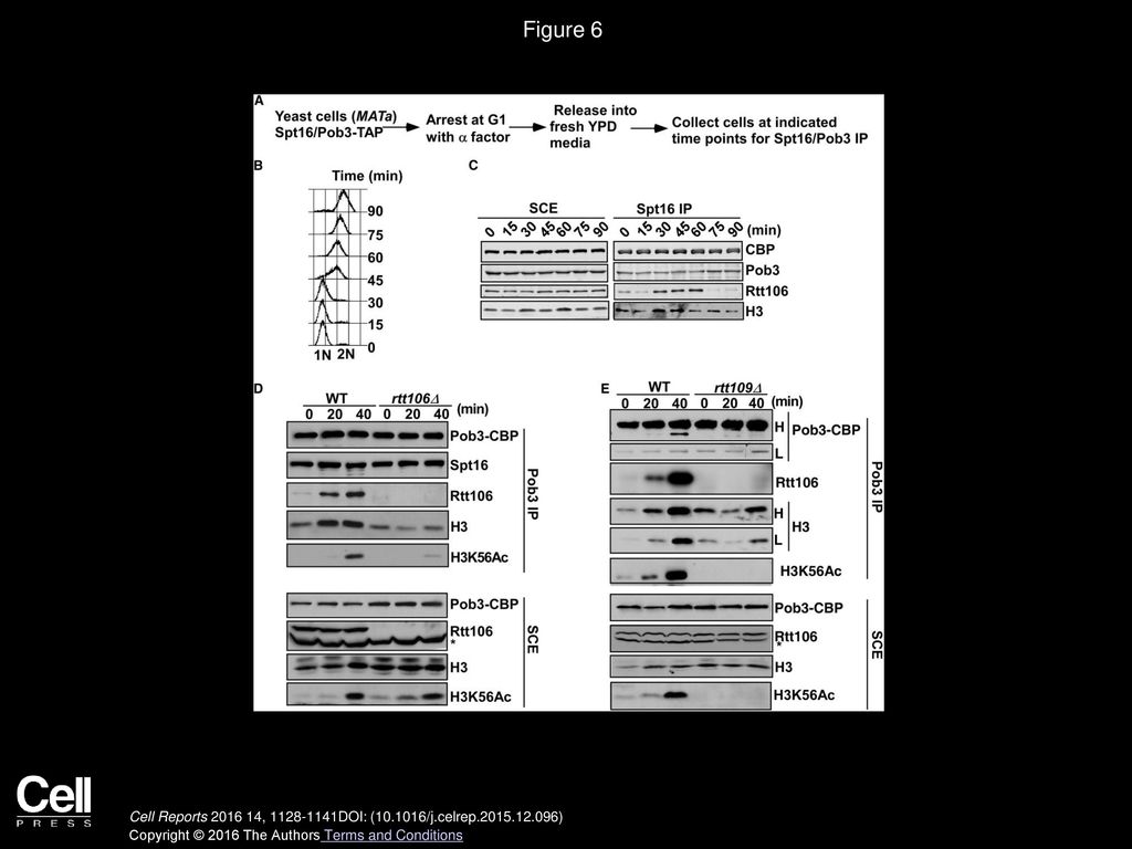 Figure 6 The FACT-Rtt106 Interaction Peaks during the S Phase of the Cell Cycle.