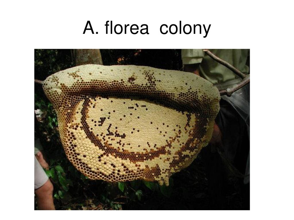A. florea colony