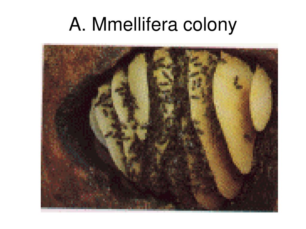 A. Mmellifera colony
