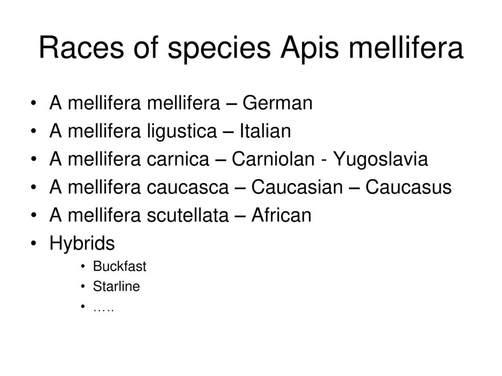 Races of species Apis mellifera