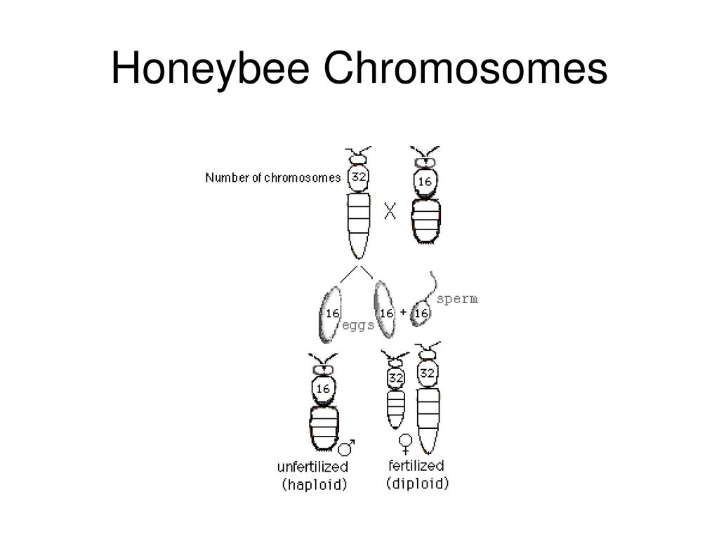 Honeybee Chromosomes