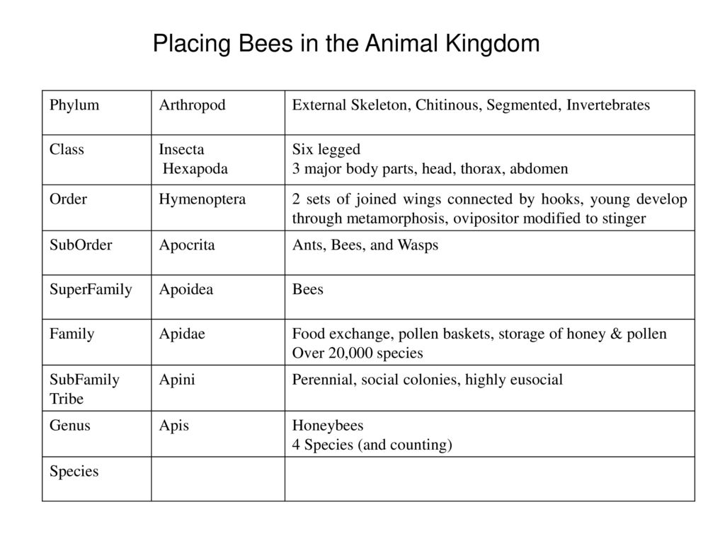 Placing Bees in the Animal Kingdom