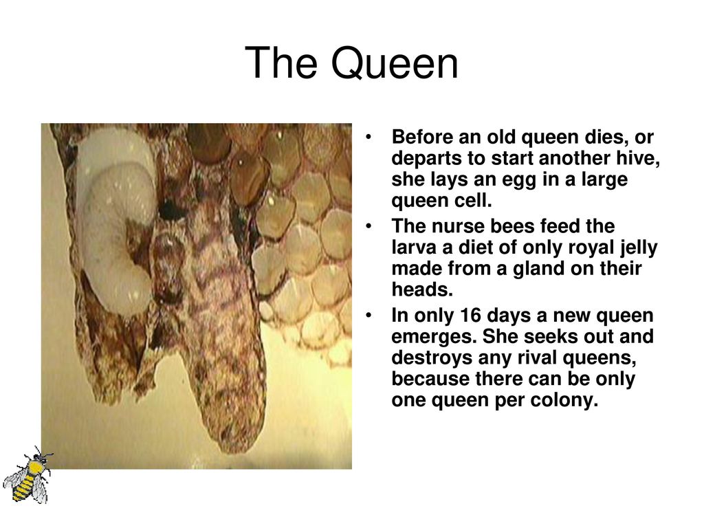 What makes a Queen a Queen