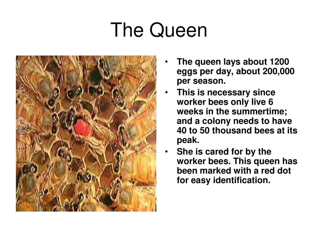 The Queen Before an old queen dies, or departs to start another hive, she lays an egg in a large queen cell.