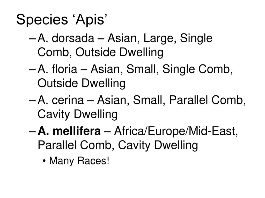 Species ‘Apis’ A. dorsada – Asian, Large, Single Comb, Outside Dwelling. A. floria – Asian, Small, Single Comb, Outside Dwelling.