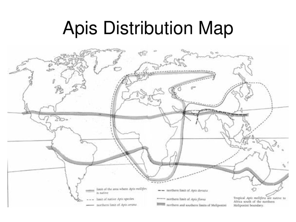 Apis Distribution Map