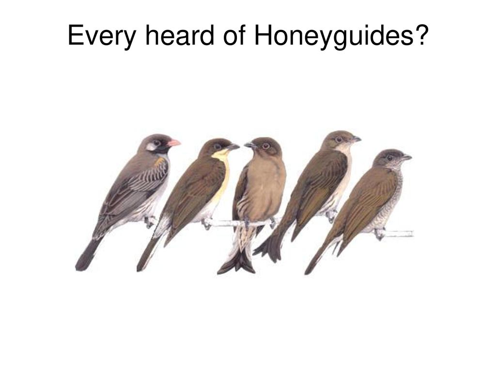 Every heard of Honeyguides