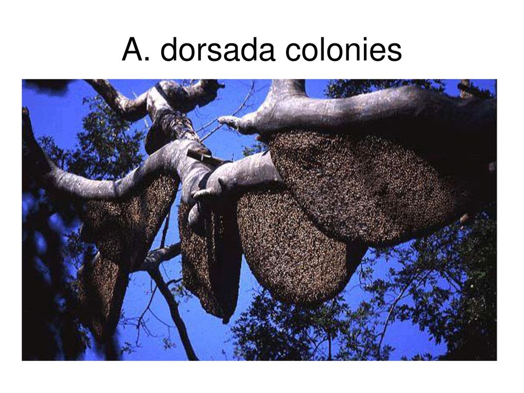 A. dorsada colonies
