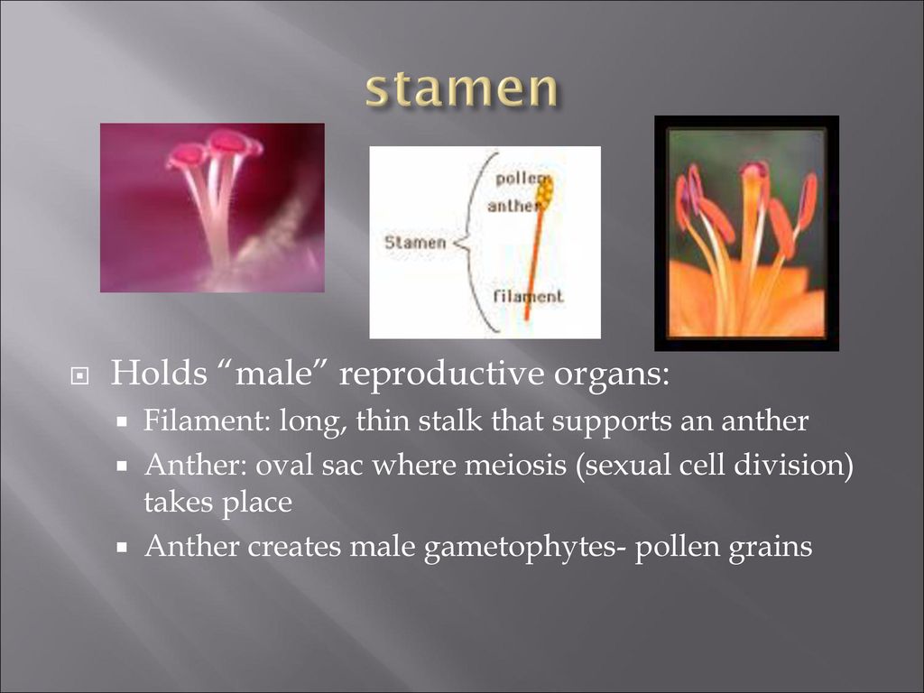 stamen Holds male reproductive organs: