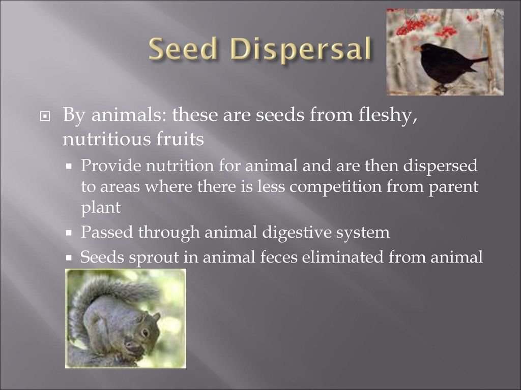 Seed Dispersal By animals: these are seeds from fleshy, nutritious fruits.