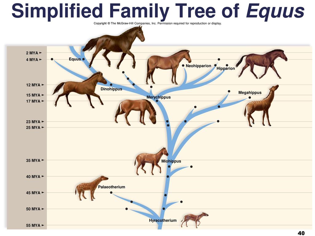 Примеры переходных форм и филогенетических рядов. Филогенетическое дерево лошадей. Филогенетическое Древо лошади. Эволюция филогенетический ряд лошади. Эволюционное Древо семейства лошадиных.