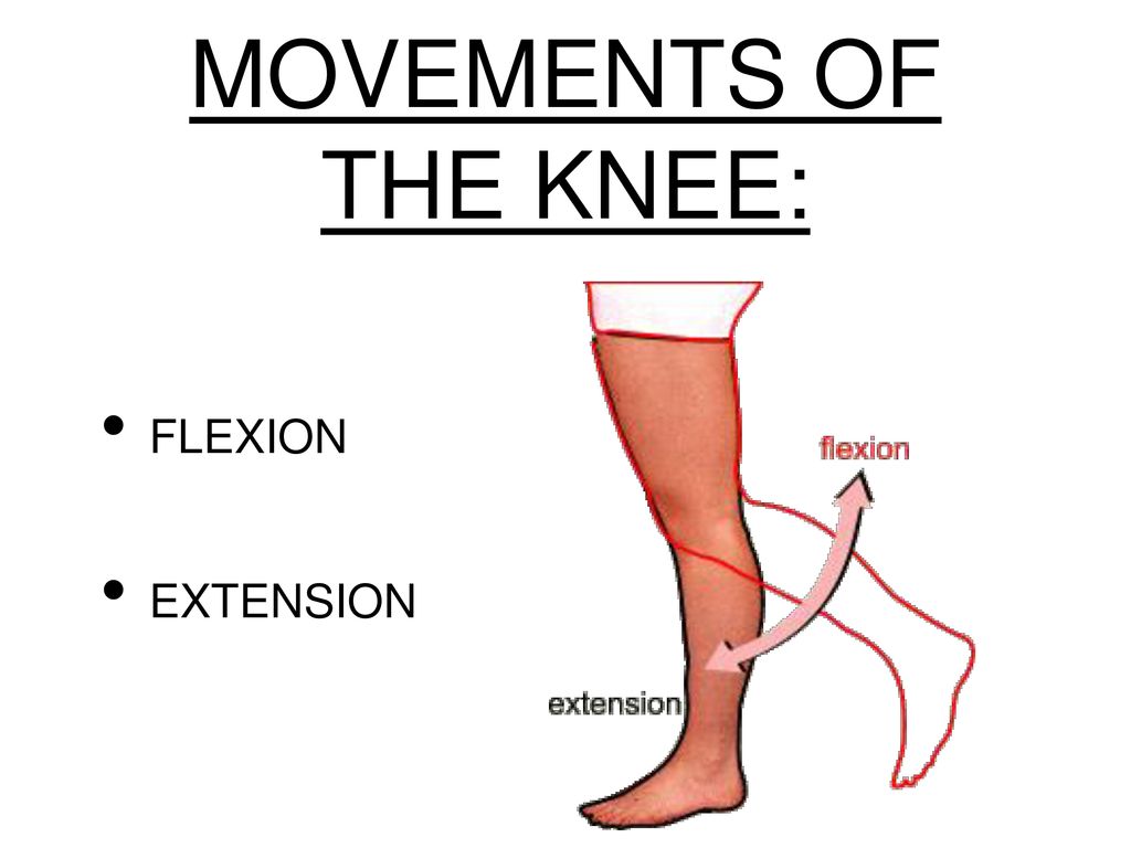 Flexion And Extension Of The Knee