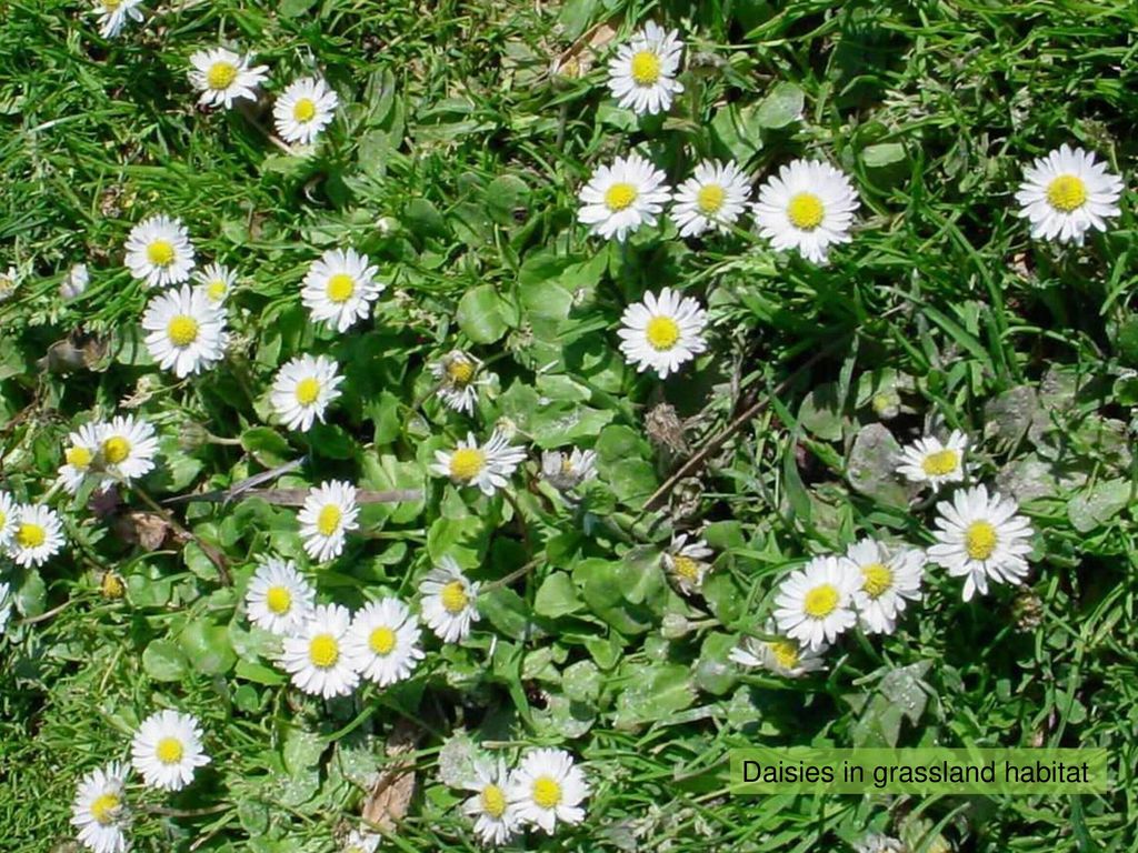 Daisy Daisy Bellis Perennis Ppt Download