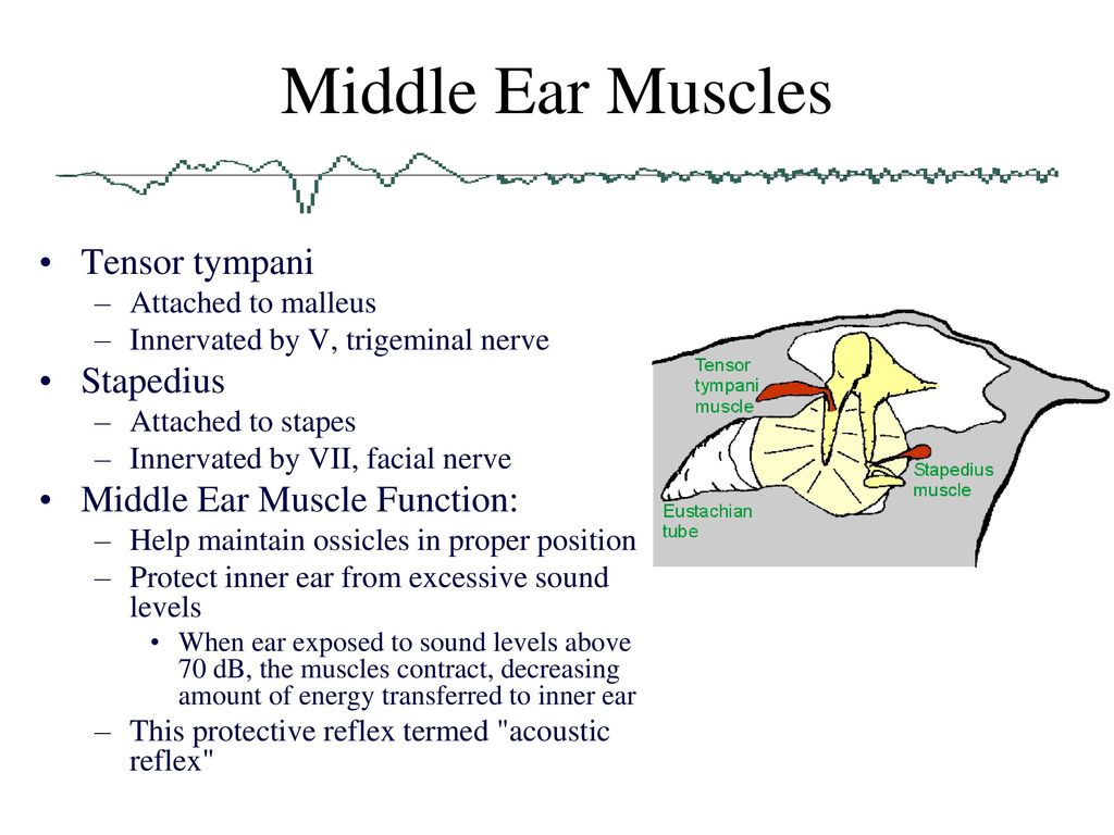 Perry C. Hanavan, Au.D. Audiologist - ppt download