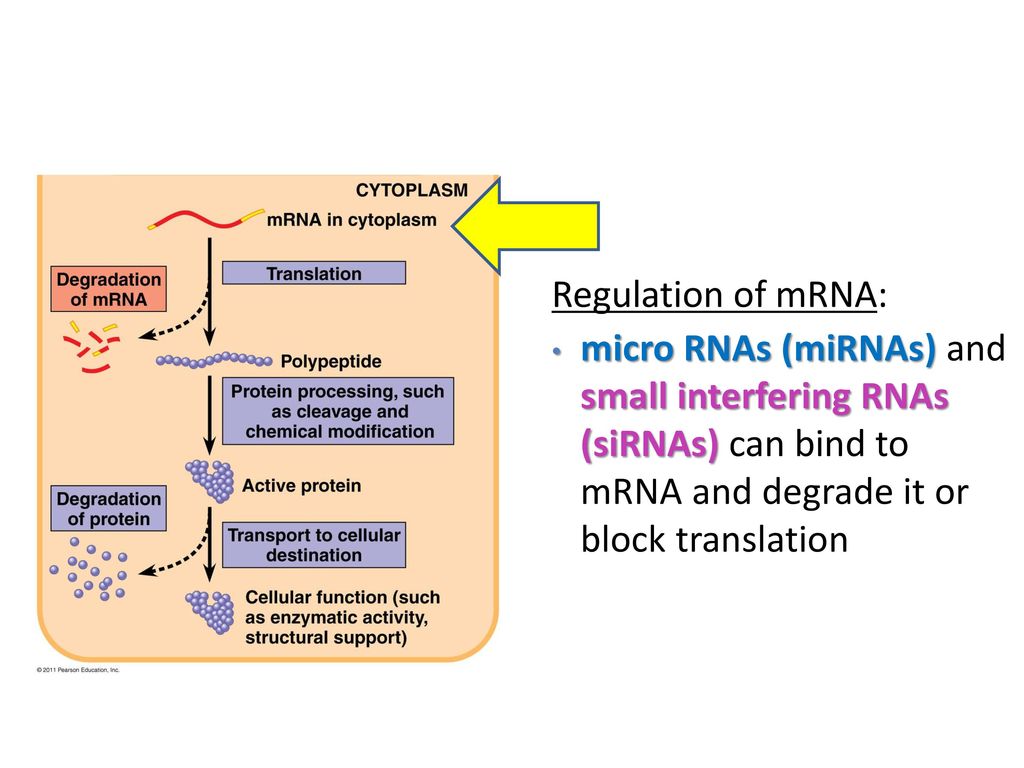 Regulation of mRNA: micro RNAs (miRNAs) and small interfering RNAs (siRNAs) can bind to mRNA and degrade it or block translation.