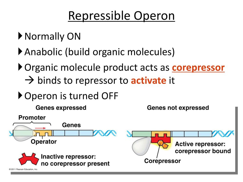 Repressible Operon Normally ON Anabolic (build organic molecules)