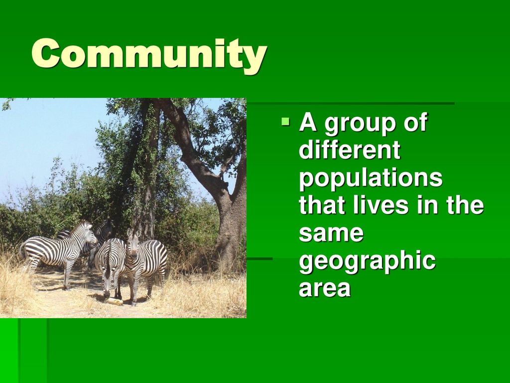 Community A group of different populations that lives in the same geographic area