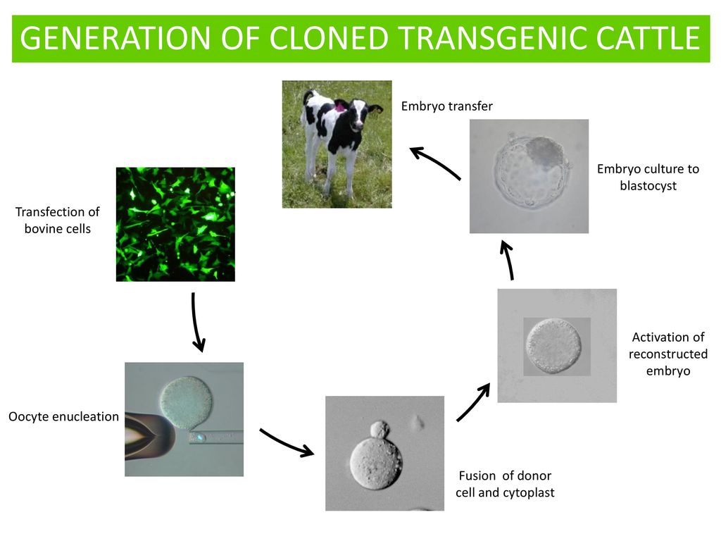 Transgenic Animals - Technology and Applications - ppt download